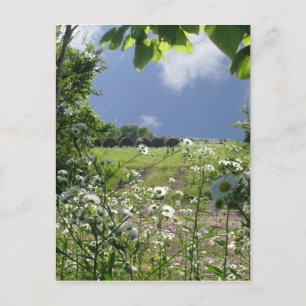 Cartão Postal Prados e Wildflowers de Kansas
