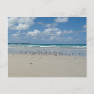 Cartão Postal Praia com gaivotas