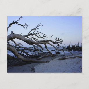Cartão Postal Praia da Driftwood