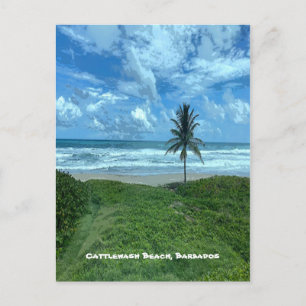 Cartão Postal Praia de lavagem de gado, Barbados