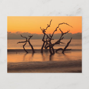 Cartão Postal Praia Driftwood ao Nascer do Sol Ilha Jekyll Geórg