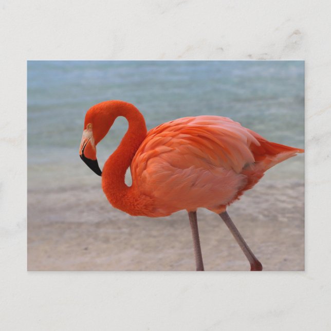 Cartão Postal Praias Tropicais | Caribe Flamingo, Aruba (Frente)