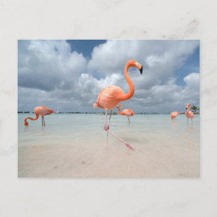 Cartão Postal Praias Tropicais   Flamingos Beach, Aruba