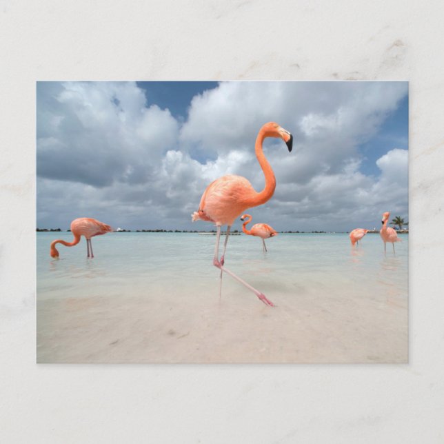 Cartão Postal Praias Tropicais | Praia dos Flamingos, Aruba (Frente)