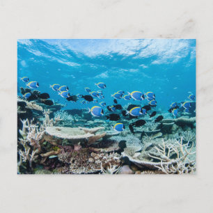 Cartão Postal Praias Tropicais   Sturgeon Entre Coral