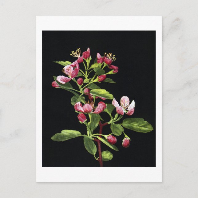 Cartão Postal Prairie Crabapple Blossoms (Frente)