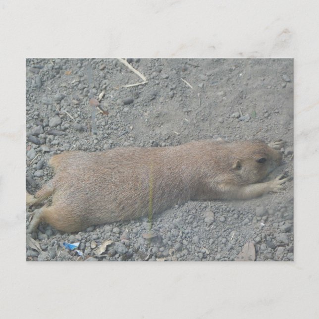 Cartão Postal Prairie Dog (Frente)
