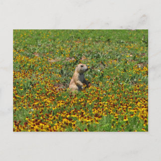 Cartão Postal Prairie Dog em Flores