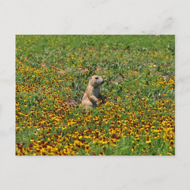 Cartão Postal Prairie Dog em Flores (Frente)