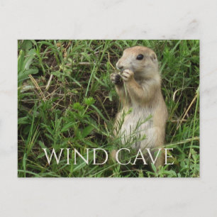 Cartão Postal Prairie Dog em Pé de Grama Comendo, Caverna Eóli