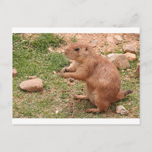 Cartão Postal Prairie dog em zoo, Arizona, EUA