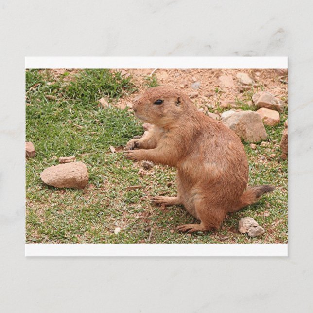 Cartão Postal Prairie dog em zoo, Arizona, EUA (Frente)