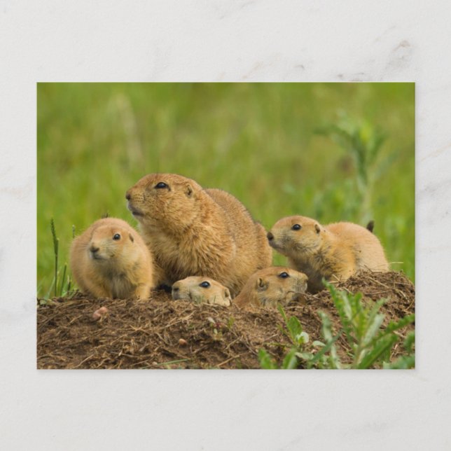 Cartão Postal Prairie Dog Family on Den (Frente)
