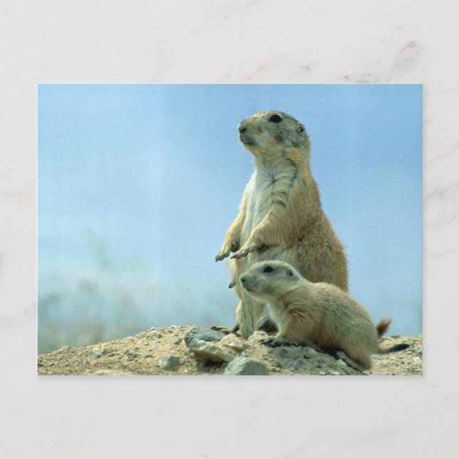 Cartão Postal Prairie Dog Mãe E Bebê (Frente)