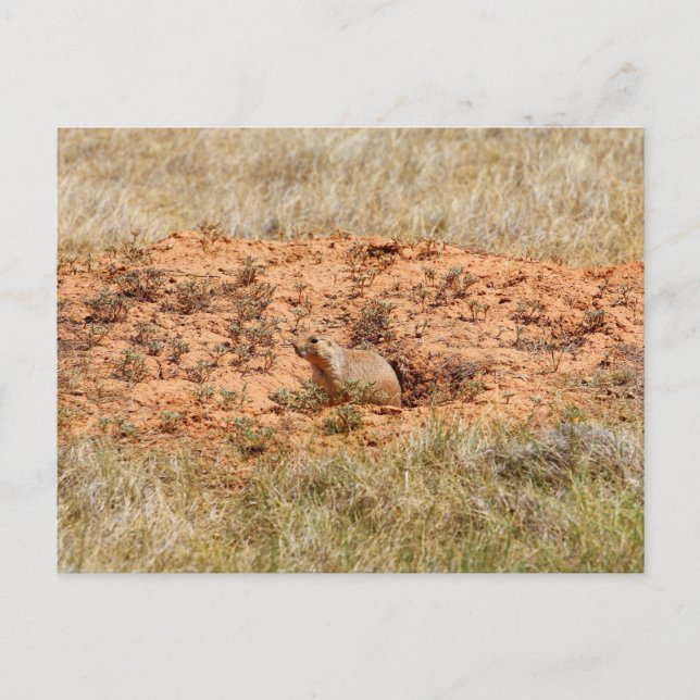 Cartão Postal Prairie Dog, Monumento Nacional Torre do Diabo, WY (Frente)