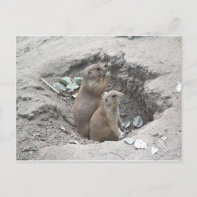 Cartão Postal Prairie Dogs (Frente)