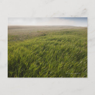 Cartão Postal Prairie Grass