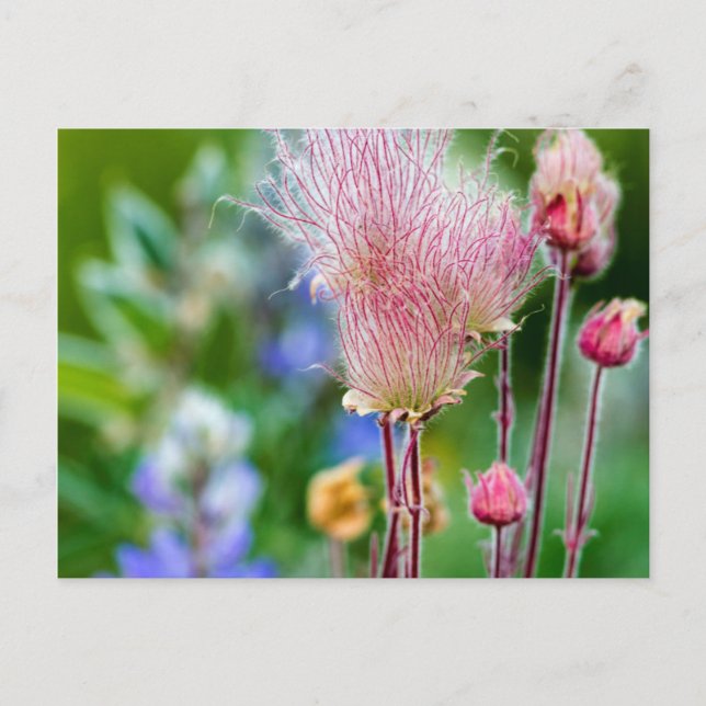 Cartão Postal Prairie Smoke Wildflower Em Aspen Grove 2 (Frente)