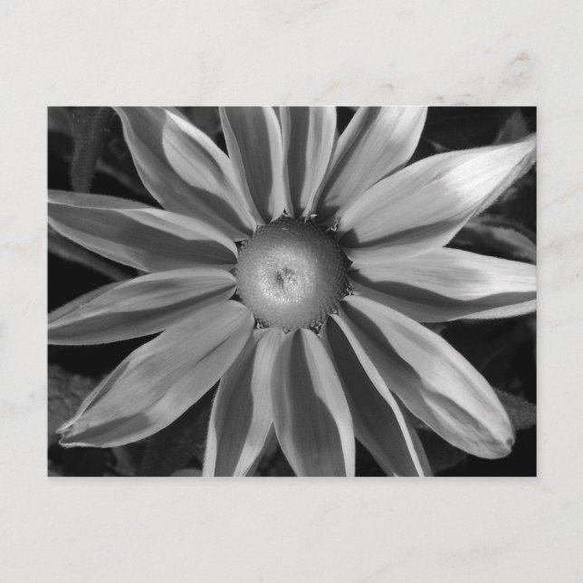 Cartão Postal Prairie Sun Rudbeckia B&W (Frente)