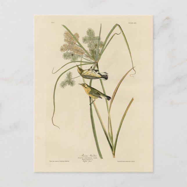 Cartão Postal Prairie Warbler das Aves da América de Audubon (Frente)