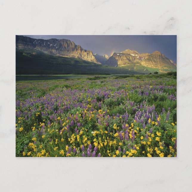 Cartão Postal Prairie wildflowers fill meadow near Lake (Frente)