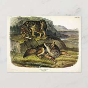 Cartão Postal Prairie Wolf (Coyote) dos Quadrupeds de Audubon
