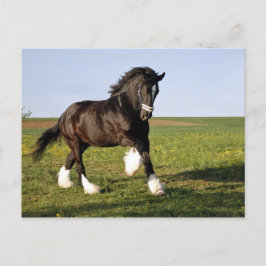 Cartão Postal Prancing Clydesdale
