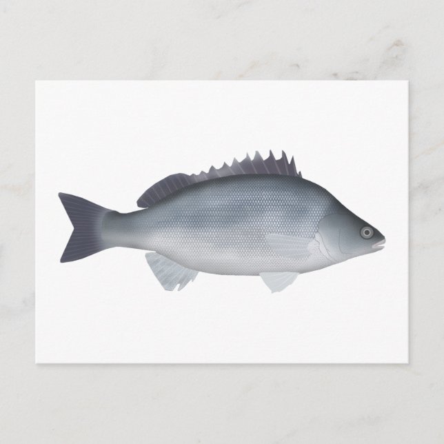 Cartão Postal Prata Perch (Frente)