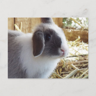 Cartão Postal Prateado