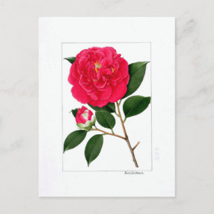 Cartão Postal Prato Camellia: Benibotan