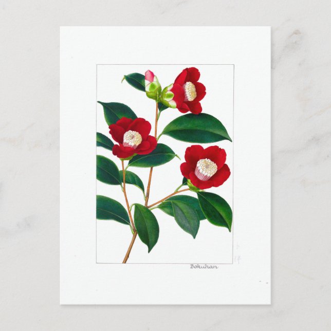 Cartão Postal Prato Camellia: Bokuhan (Frente)