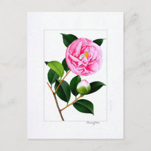 Cartão Postal Prato Camellia: Hanafuki