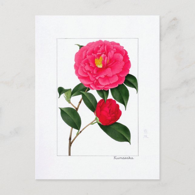 Cartão Postal Prato Camellia: Kumasaka (Frente)