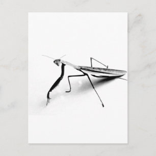 Cartão Postal Praying Mantis Collection
