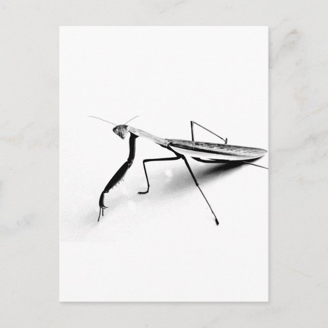 Cartão Postal Praying Mantis Collection (Frente)