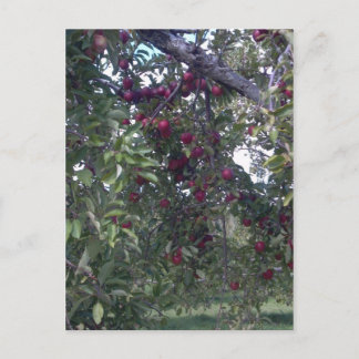 Cartão Postal Prazer de vida simples