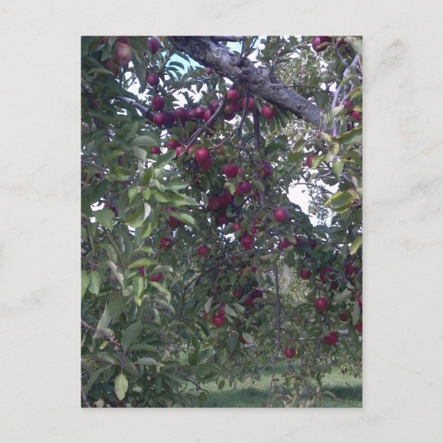 Cartão Postal Prazer de vida simples (Frente)