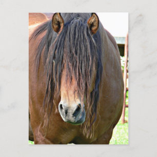 Cartão Postal Precisa cortar o cabelo