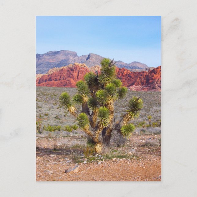 Cartão Postal Precoce da manhã Luz no Desfiladeiro Red Rock (Frente)