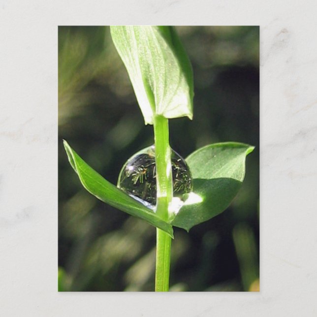 Cartão Postal Precoce Pacificador Reflexão sobre Meditação de Na (Frente)