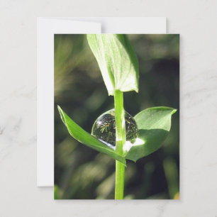 Cartão Postal Precoce Pacificador Reflexão sobre Meditação de Na