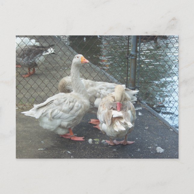 Cartão Postal Preening Geese (Frente)