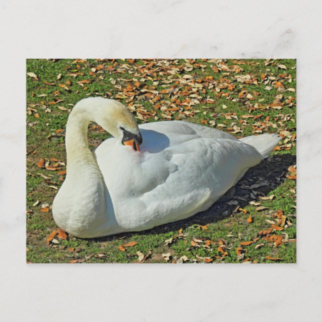Cartão Postal Preening Swan. Lago Roath Park, Cardiff, Gales. (Frente)