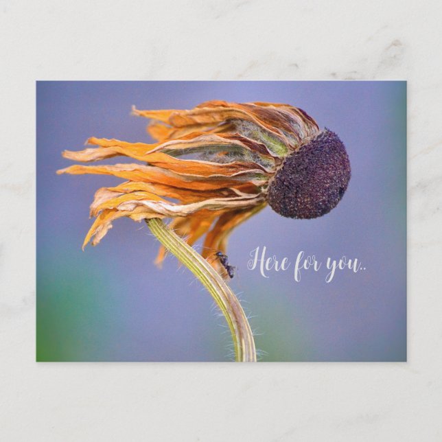 Cartão Postal Preocupação com Carinho Sentimento Aqui para Você (Frente)