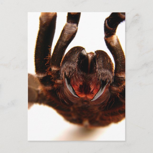 Cartão Postal Presas - Imagem de Arte Tarantula 2 (Frente)