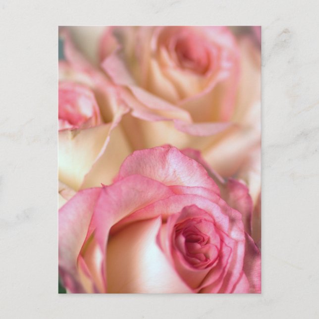 Cartão Postal Presente de Rosas Rosa (Frente)