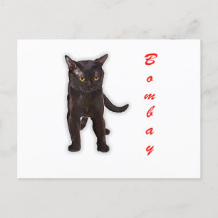 Cartão Postal Presente engraçado gato Bombay Japão para pai e mã