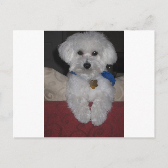 Cartão Postal Presente maltês (Frente)