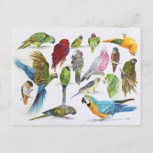 Cartão Postal Presente para amantes de papagaio em todo lugar