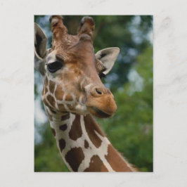 Cartão Postal Presentes da arte dos amantes do girafa